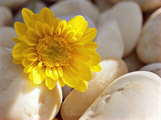 Yellow flower with sunshine of Chrysanthemum ,Singapore daisy with soft focus in garden and blurred background ,macro image ,sweet color for card design