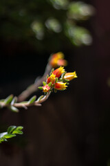 red and yellow flower