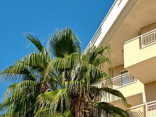 Green palm tree, white building, blue sky