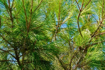 Close up view of a bright green fir tree against the blue sky. Coniferous Needles Bush. Cedar branches against the sky on a sunny day. Changing of seasons concept. Wallpaper. Background