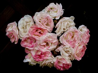 楽しそうに咲くピンクの薔薇の群れ