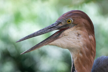 A Goliath heron (Ardea goliath), also known as the giant heron head close up.