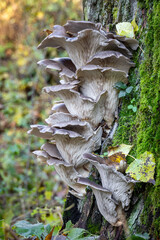 Edible mushroom Pleurotus ostreatus known as oyster mushroom