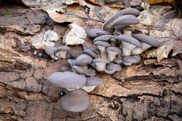 Edible mushroom Pleurotus ostreatus known as oyster mushroom