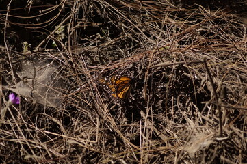 Mariposa Monarca