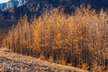 Detail of young tree forest in the snowless winter