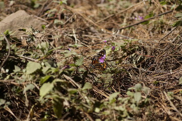 Mariposa Monarca