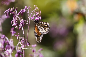 Mariposa Monarca