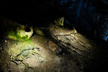 Skeleton of an ancient animal in a Mammoth cave in the Republic of Crimea, Russia. October 2, 2020