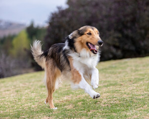portrait of happy collie dog running and jumping outside in nature