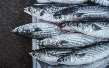 fresh fish on the market
