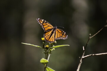 Mariposa Monarca