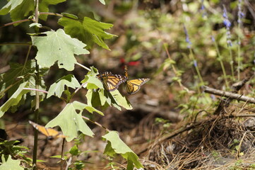 Mariposa Monarca