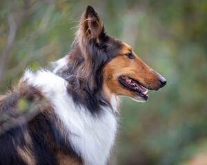 profile of beautiful collie shepherd dog head