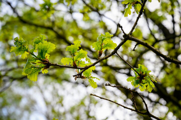 Young lush leaves on an oak twig.