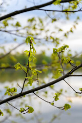 Young lush leaves on an oak twig.