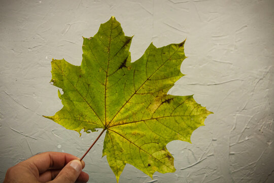 A dry green maple leaf in the man hand