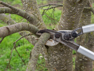 Naklejka premium Gardener pruning fruit trees with pruning shears.