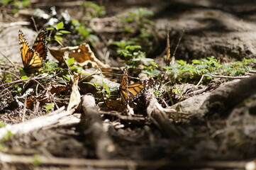 Mariposas Monarca