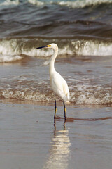 pelican bird walking on the beach in the water with waves landscape vacation ecuador montañita latin america