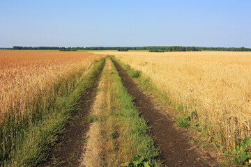 Fototapeta na wymiar Dirt road in a yellow wheat field