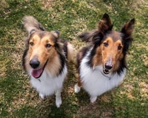 two beautiful long haired rough collie dogs in nature setting