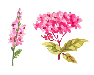 acrylic realistic illustration hand made oh heather and spirea plant with flowers and leaves on white