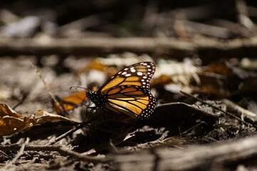 Fototapeta na wymiar Mariposas Monarca