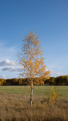 Lonely beautiful birch in golden autumn