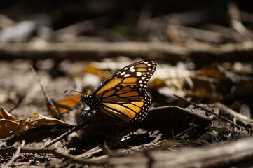 Mariposas Monarca