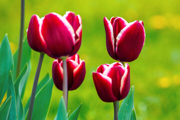 Fototapeta premium close up of red striped tulips. beautiful nature background in spring. shallow depth of field
