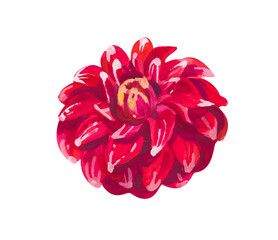 Red dahlia. Hand drawn acrylic or gouache illustration on white