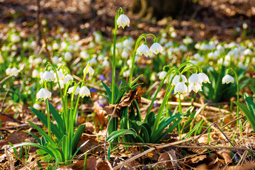 white snowflake flowers in the forest. beautiful nature background on a bright sunny day in spring