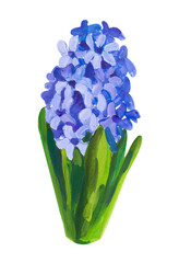 Blue hyacinth. Hand drawn acrylic or gouache illustration on white
