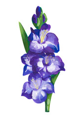 Blue gladiolus. Hand drawn acrylic or gouache illustration on white
