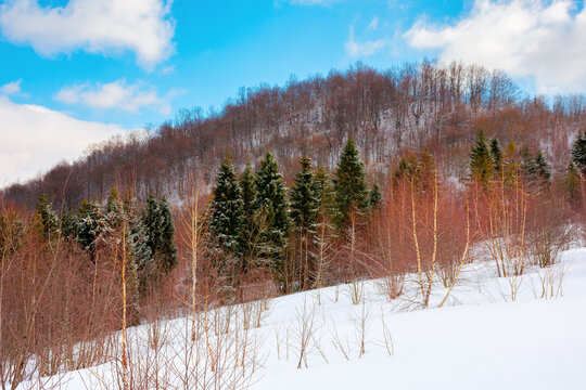 uzhanian natural park in snow covered mountains. beautiful nature scenery on a sunny day. mixed forest on the hills. clouds on the sky