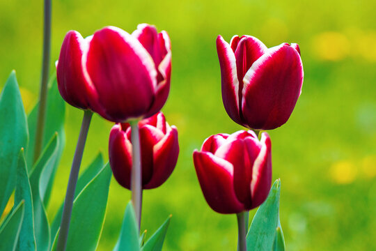 close up of red striped tulips. beautiful nature background in spring. shallow depth of field