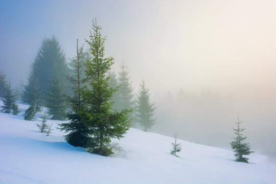fog on a sunny winter morning. spruce trees among the glowing mist. beautiful scenery in mountains. hills covered in snow. cold frosty weather