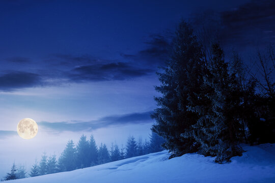 fog on a bright winter night. spruce trees among the glowing mist in full moon light. beautiful scenery in mountains. hills covered in snow. cold frosty weather