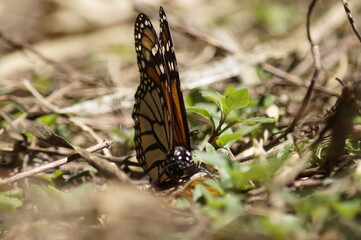 Mariposas Monarca