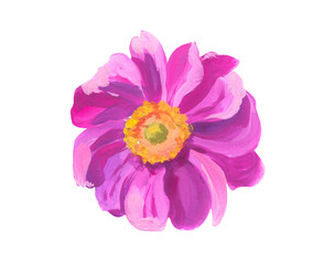 pink anemone. Hand drawn acrylic or gouache illustration on white