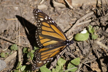 Mariposas Monarca