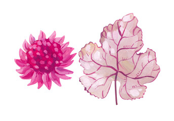 Acrylic llustration on isolated white, composition of dried flowers in soft pink colors