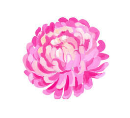 pink chrysanthemum. Hand drawn acrylic or gouache illustration on white