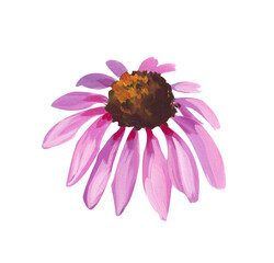 pink echinacea. Hand drawn acrylic or gouache illustration on white