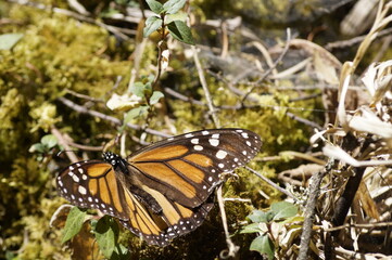 Mariposas Monarca