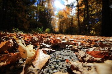 Tapie de feuilles morte en foret