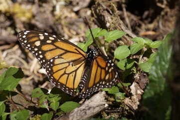 Mariposas Monarca