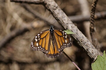 Mariposas Monarca