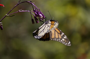 Mariposas Monarca